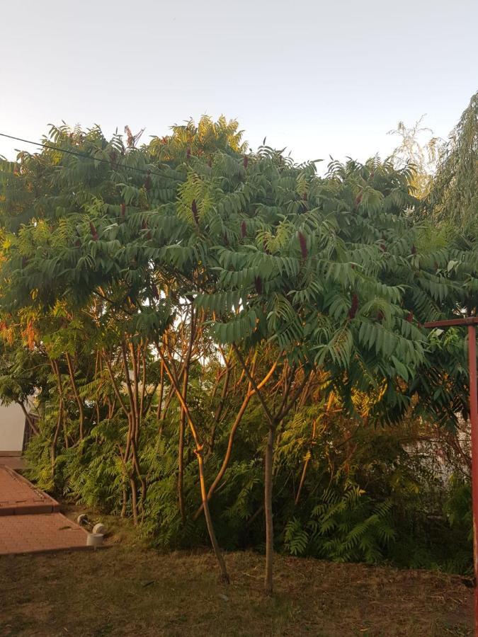 Vila Sura Razoare Sighişoara Exterior foto